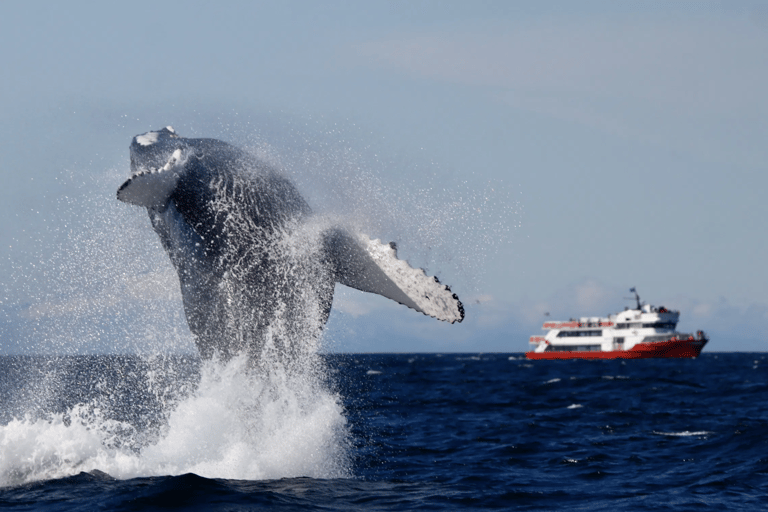 Reykjavik: Puffin and Whale Watching Boat Tour Combo