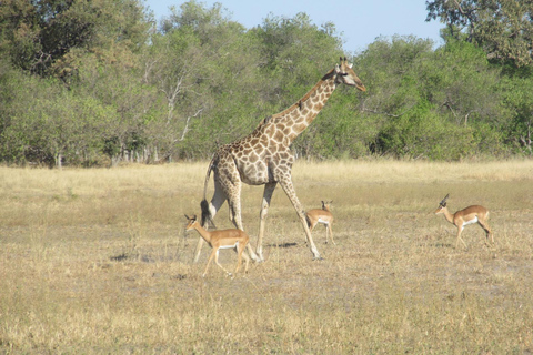 7 Días - Savuti - Khwai - Moremi (Safari móvil)