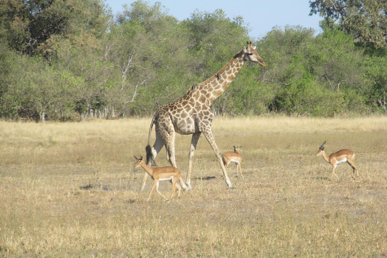 7 Días - Savuti - Khwai - Moremi (Safari móvil)