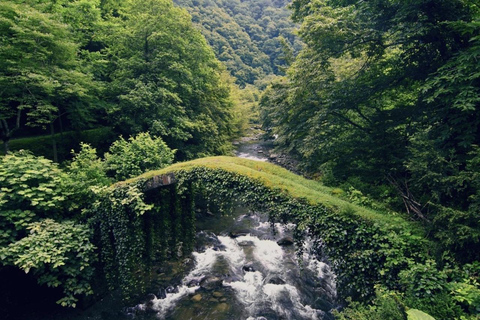 From Batumi: Mtirala National Park Private Tour with BBQ