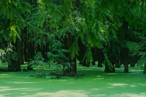 Hangzhou: Qingshan Lake(Matcha Lake) Water Forest Experience