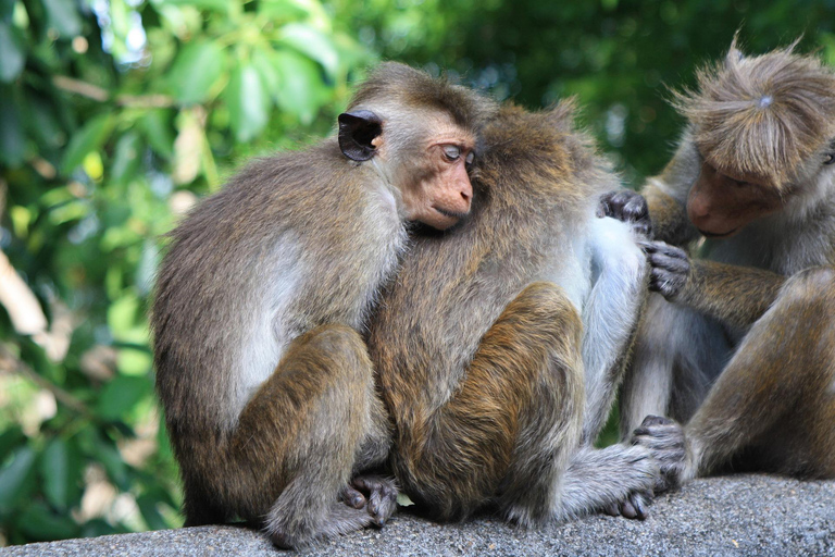 Tour di 2 giorni in Sri Lanka: 3 incredibili parchi nazionali + safari sui fiumi