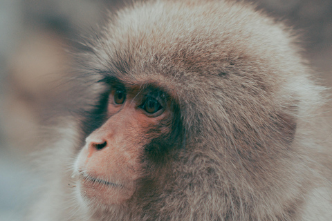 Nagano Snow Monkey private Day Tour from Tokyo