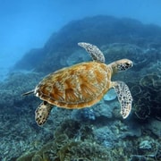 Lombok: 5 Secret Gilis Snorkeling with turtle & Blue Coral