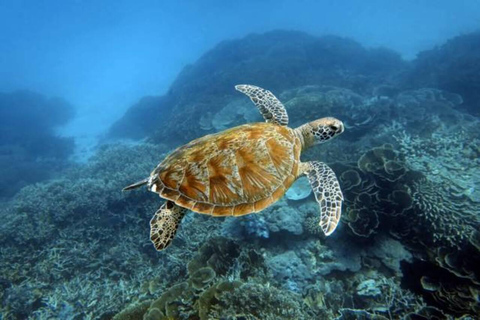 Lombok: 3 Gili Snorkeling Trip with Turtles, Statues & GoPro Starting from Lombok (Round trip Hotel transfer)