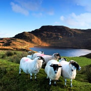 Connemara, Kylemore Abbey & Sheepdog herding tour from Galway