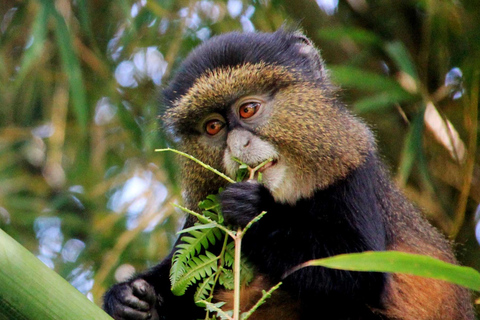 2 Day Golden Monkey Trekking and Dian Fossey Tomb Visit
