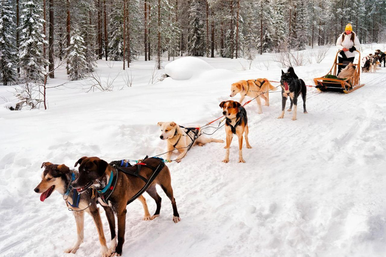 Levi: Magic Winter Trail 5 km Self-Drive Huskies Small Group Noon Husky Safari - Low Season