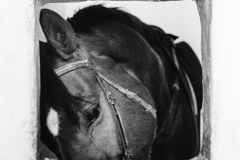 Horseback ride around Doñana National Park Horseback riding around Doñana National Park