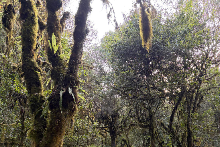 From Arusha: Mount Meru 4-Day Trek