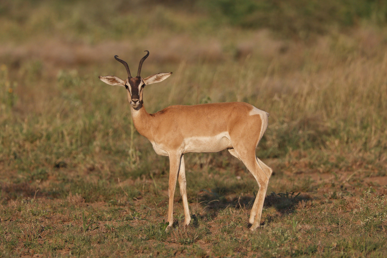 Addis Abeba: 2-tägige Wildtiersafari im Awash-Nationalpark