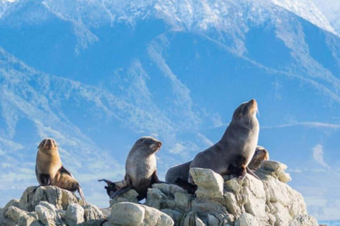 Pick up From Christchurch: Kaikoura Whale Watching Cruise