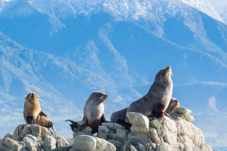 Pick up From Christchurch: Kaikoura Whale Watching Cruise