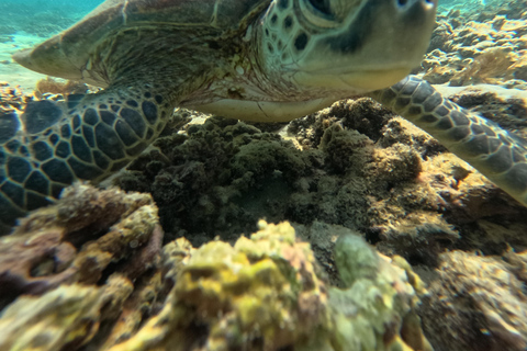 Private Snorkeling Tour - Ad Dimaniyat Islands