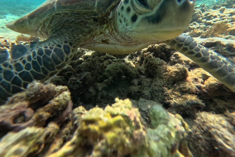 Private Snorkeling Tour - Ad Dimaniyat Islands