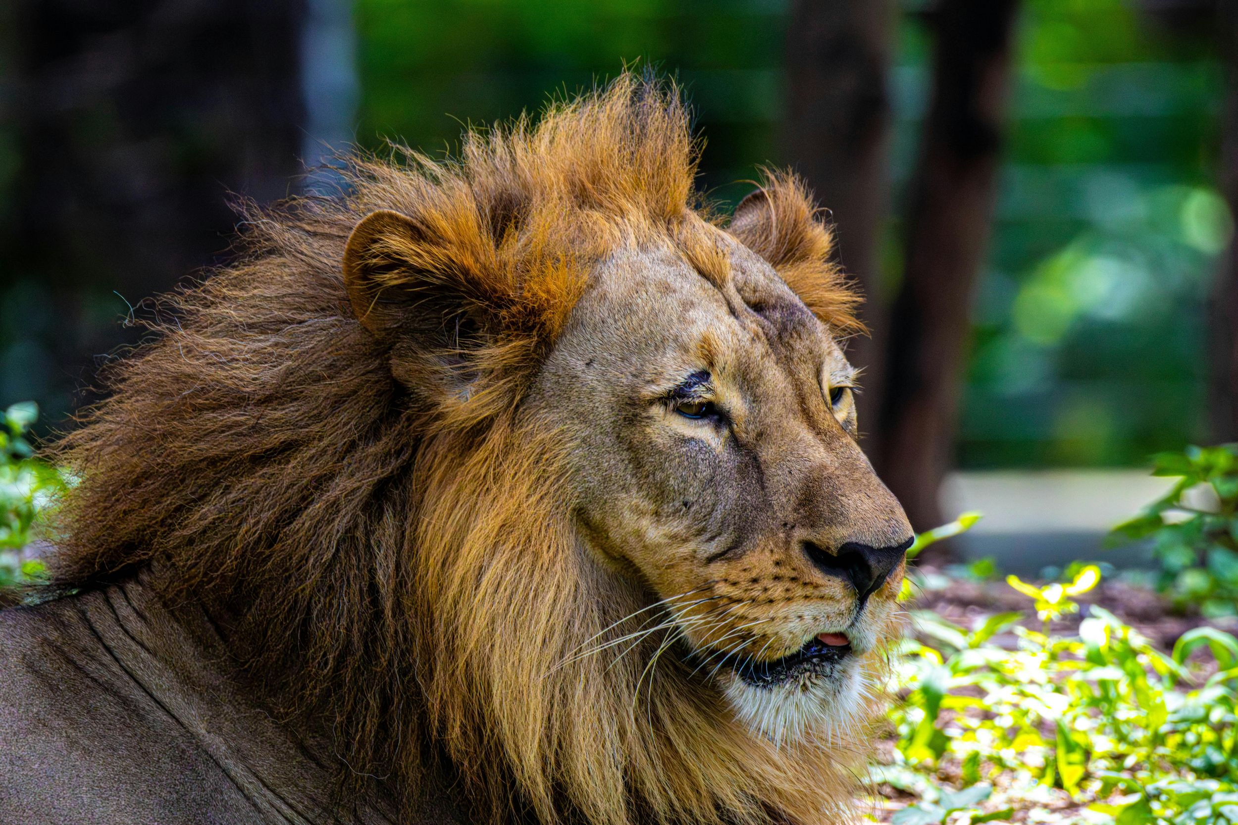 Ahmedabad: 3-tägige private Tour mit Safaris & Übernachtung im Gir Forest