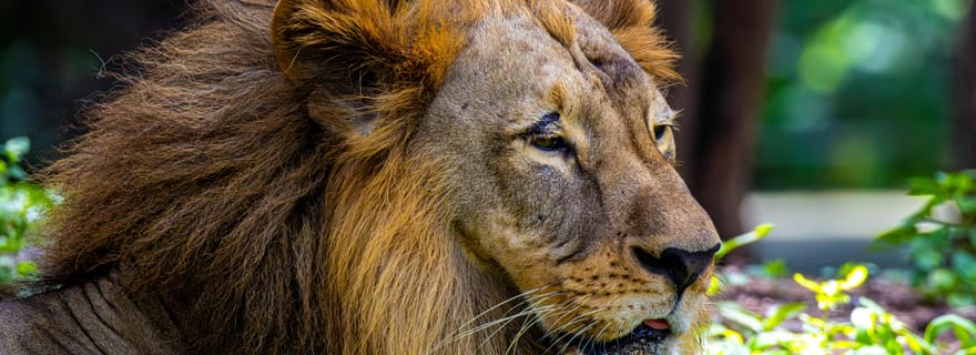 Ahmedabad : visite privative de 3 jours à la forêt de Gir avec safaris et hébergement