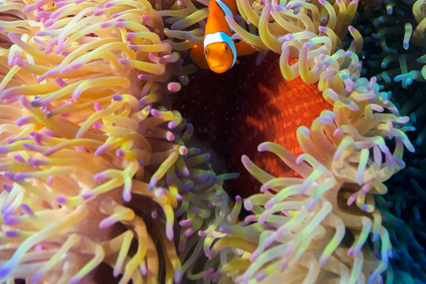 Cairns: Great Barrier Reef 5 Day Learn to Dive Course