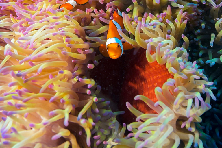 Cairns: Great Barrier Reef 5 Day Learn to Dive Course