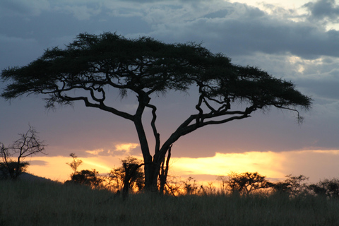 Arusha: 3-Day Safari to Tarangire, Lake Manyara, and …