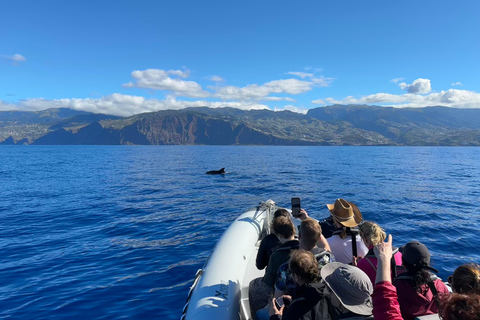 Funchal : Garantie d&#039;observation des dauphins sauvages et des baleines en bateau pneumatiqueExclusif : Voyage privé