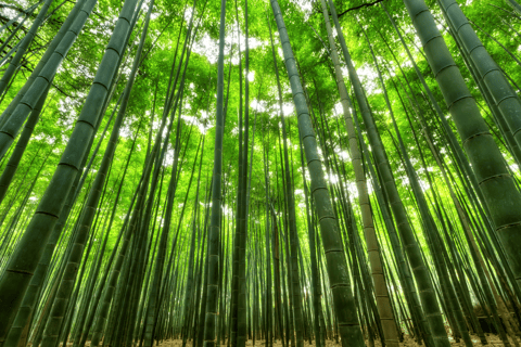 Au départ de Busan : visite du patrimoine UNESCO de Gyeongju avec vue nocturneGyeongju : départ de Busan pour une visite guidée du patrimoine de l&#039;UNESCO avec vue nocturne