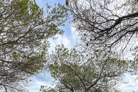 Palma de Mallorca: SmallGroup Tour by Locals in Hidden Coves