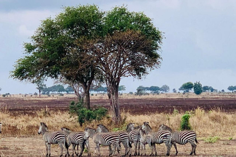 from Zanzibar: 3-Days Mikumi national park Safari with Train
