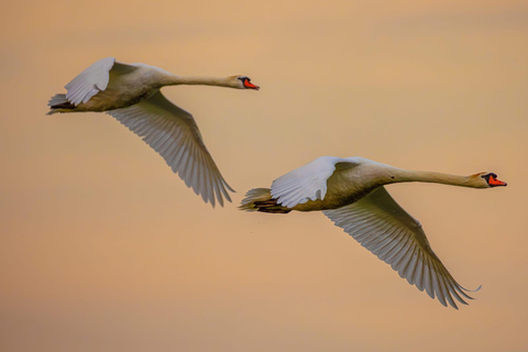 Camargue: Discover Horses and Wild Birds by Electric Golf Cart Petit Rhône Reserve – Immersive tour in a 2-seater electric vehicle
