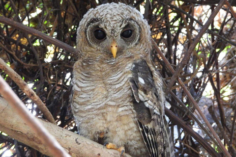Malindi/Watamu: Half day adventure in Arabuko Sokoke Forest