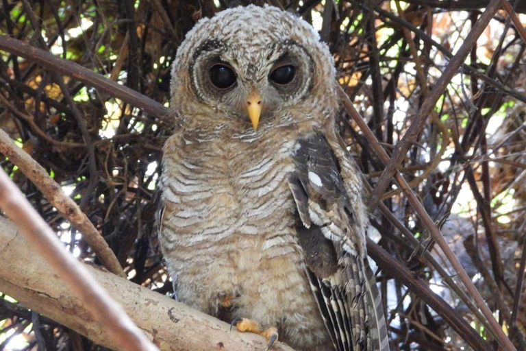 Malindi/Watamu: Half day adventure in Arabuko Sokoke Forest