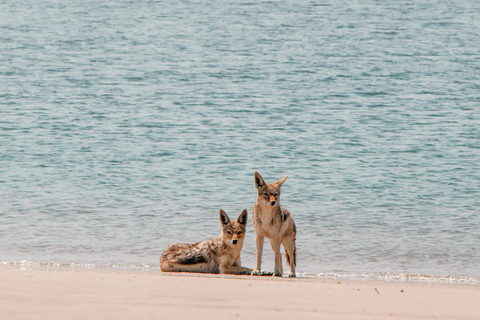 Walvis Bay: Full Day of Sandwich Harbour with Beach Lunch