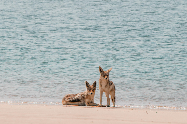Walvis Bay: Full Day of Sandwich Harbour with Beach Lunch