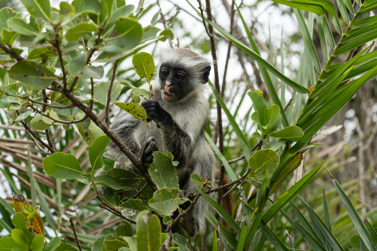 Zanzibar: Jozani Forest rondleiding met lunch