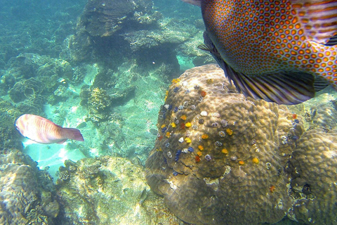 كوه فانجان: جولة القارب والغطس في كوه نانغيوان وكوه تاوالاستقبال من الفندق من هاد ثان ساديت