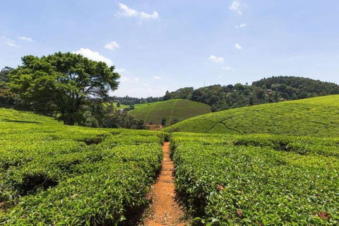 Desde Nairobi: Visita y almuerzo en la Granja de Té Kiambethu
