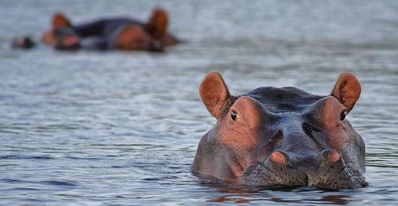 Day trip to Nyerere National Park from Zanzibar by flight