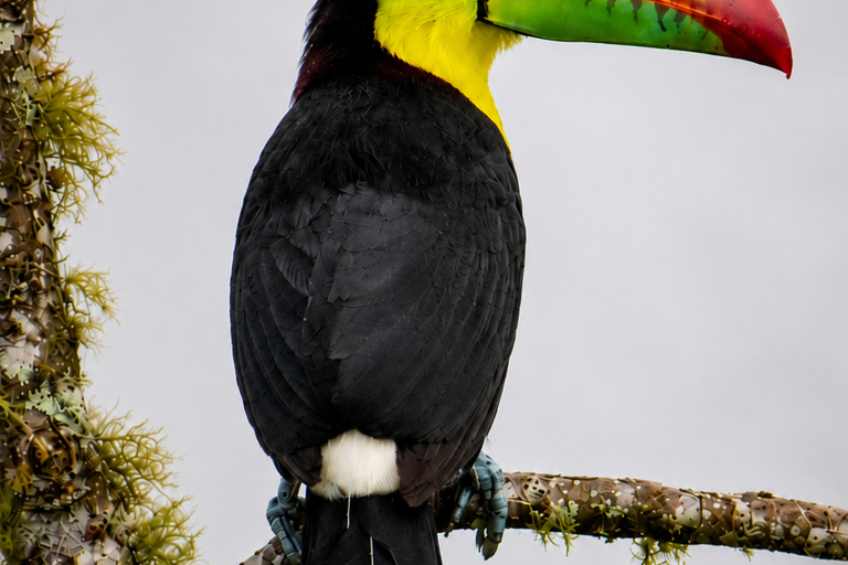 Santa Marta: Birdwatching Tour Sierra Nevada (Minca)