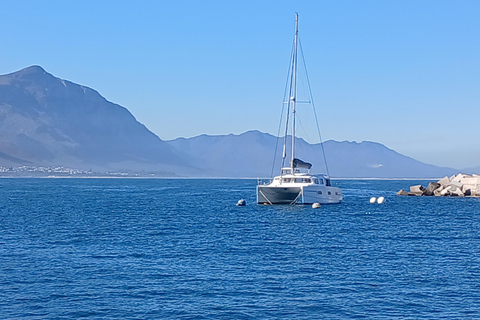 Cape Town: Hermanus whale watching, stony penguin and wine