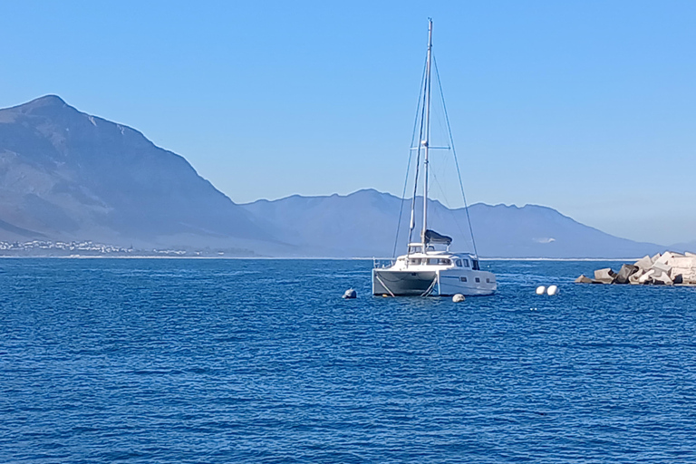 Cape Town: Hermanus whale watching, stony penguin and wine