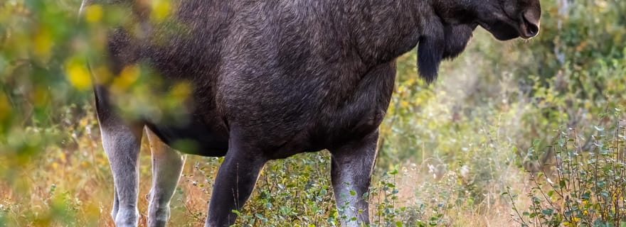 Sortland : safari guidé en voiture à la découverte des élans de l'Arctique