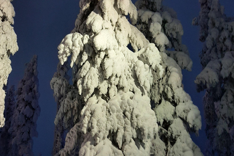 Levi: Fell Whisperer's Forest Skiing Tour with Campfire