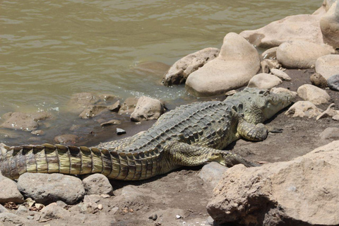 Addis Ababa: 2-Day Awash National Park Tour & Hot Springs