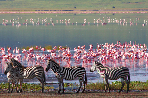 Safári de dois dias em Tarangire e na cratera de NgorongoroGrupo privado com acomodação em acampamento de luxo médio