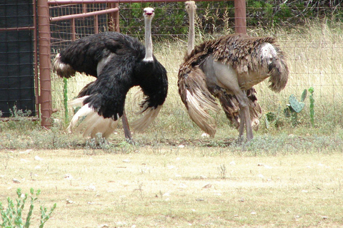 Entebbe : Dierentuin en botanische tuinen tour