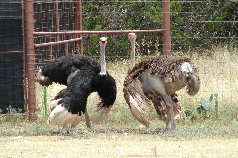 Entebbe : Wycieczka do ogrodu zoologicznego i botanicznego w Entebbe