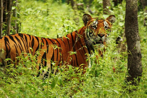 Katmandu: 4-dniowa prywatna wycieczka safari po Parku Narodowym Chitwan