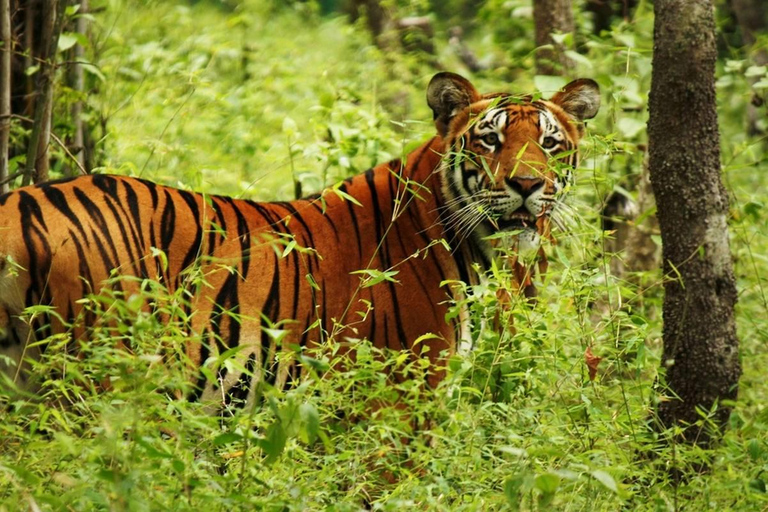 Catmandu: Excursão de 4 dias com safári particular no Parque Nacional de Chitwan