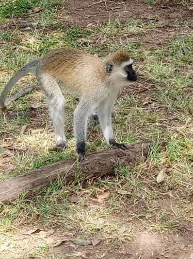 Safari mit Übernachtung im Amboseli Nationalpark beginnend in Na