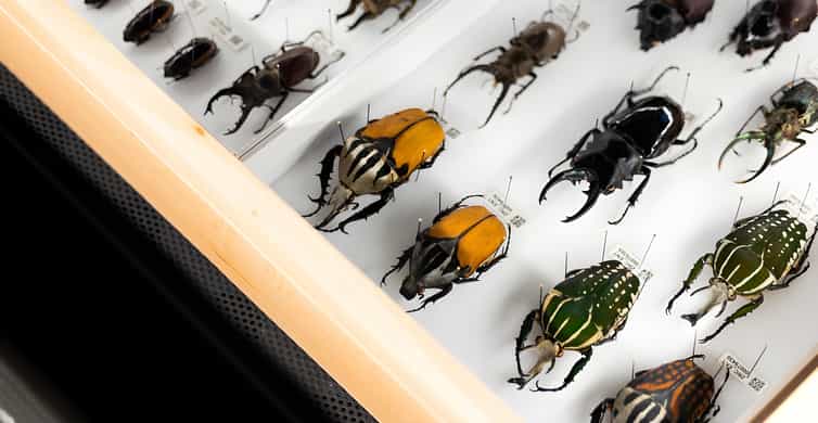 Singapore: ArtScience Museum Entry Ticket photo 10